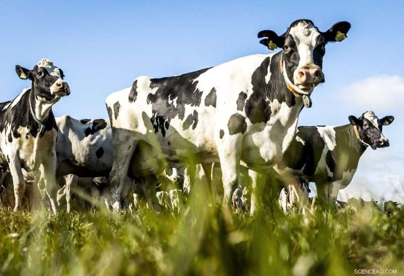 Dutch Dairy Farmers Grapple with Climate Change Challenges