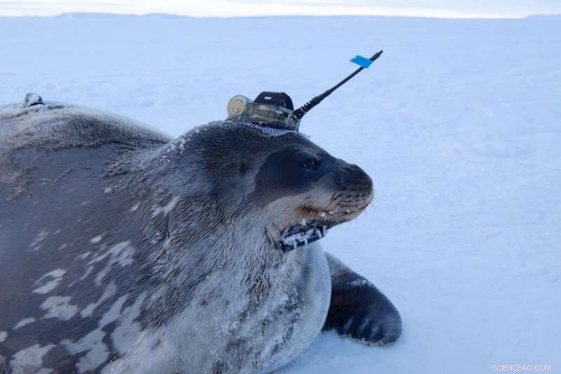 Using Seals to Explore Antarctic Oceans: A New Era in Ice-Risk Oceanography
