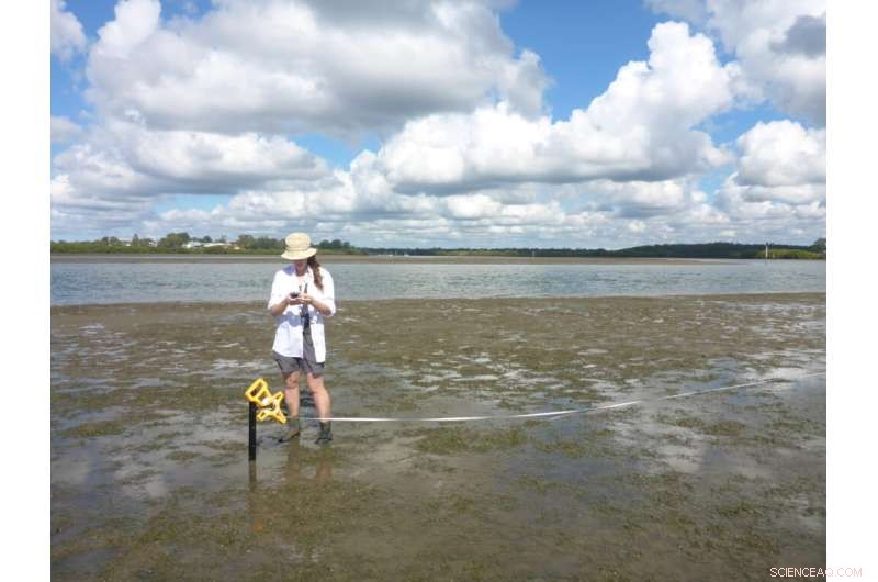 Seagrass: A Sustainable Alternative to Seawalls for Protecting Coastal Communities