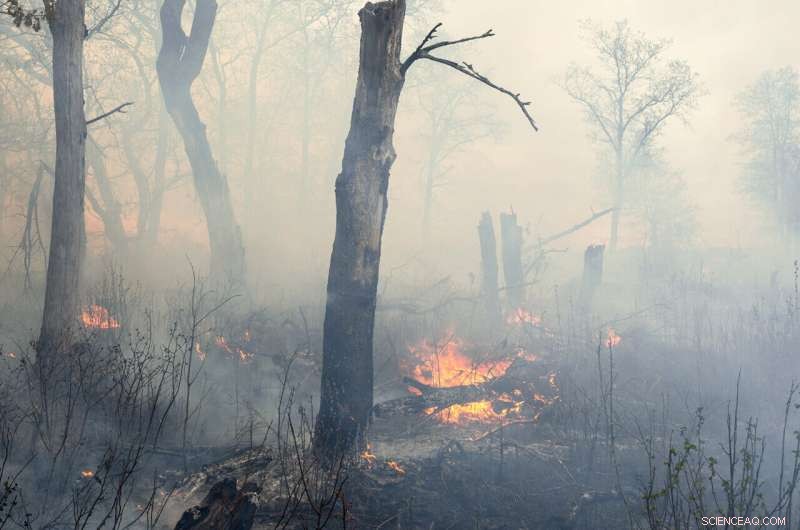 Controlled Burns Unlock Soil Carbon to Combat Climate Change
