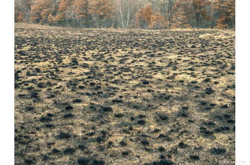 Controlled Burns Unlock Soil Carbon to Combat Climate Change