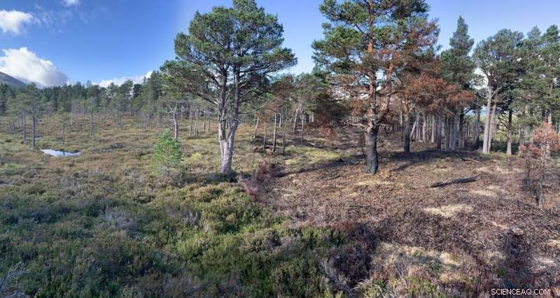 Controlled Burns Unlock Soil Carbon to Combat Climate Change