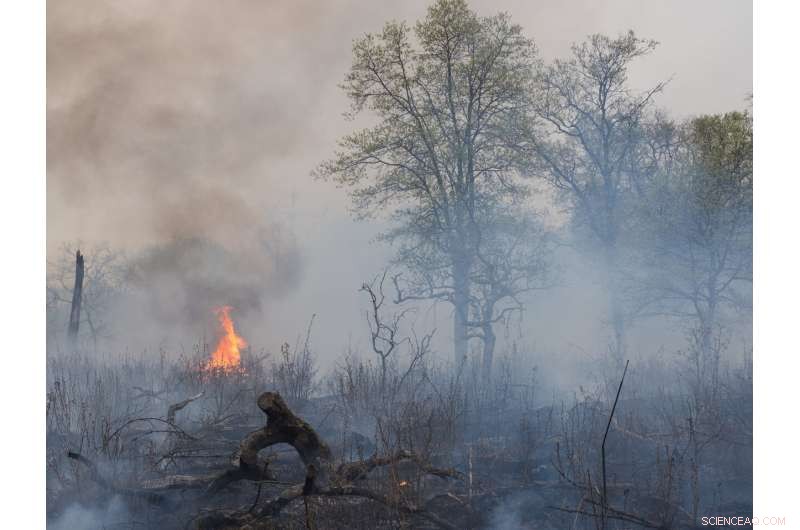 Controlled Burns Unlock Soil Carbon to Combat Climate Change