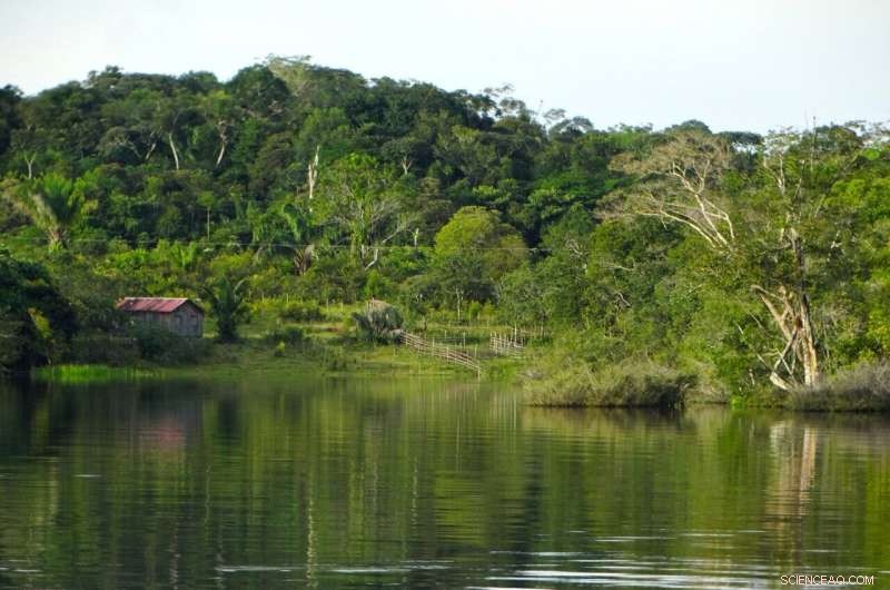 Satellite Insights Unveil the Amazon Basin’s Dynamic Water Cycle