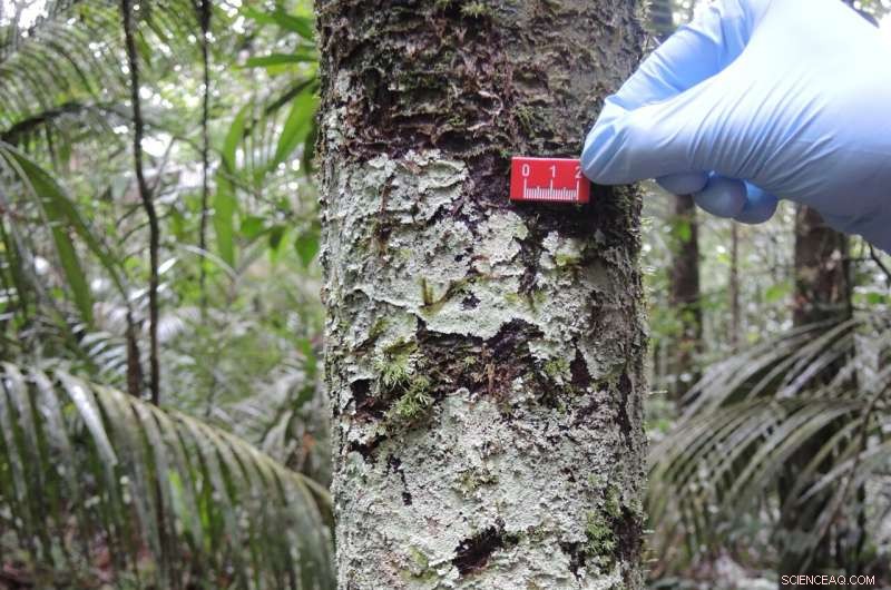 Mosses and Lichens: Unveiling Their Powerful VOC Emissions in the Amazon