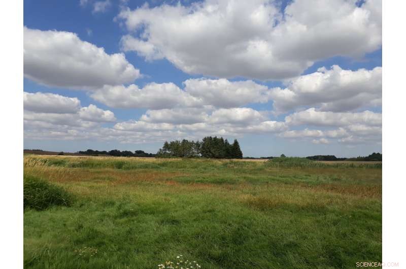 After 25 Years, Denmark’s Restored Wetlands Still Fall Short of Their Original Function