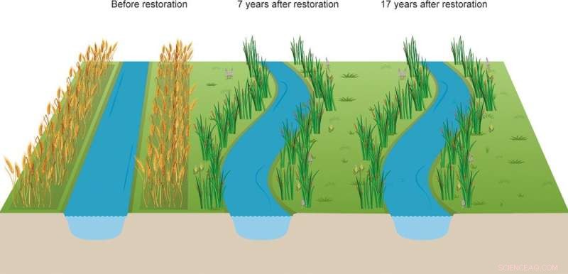 After 25 Years, Denmark’s Restored Wetlands Still Fall Short of Their Original Function