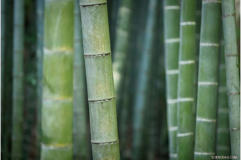 Bamboo Fibres: A Strong, Sustainable Alternative for Manufacturing