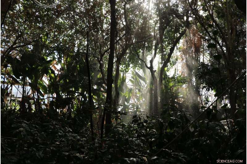 How Diverse Plant Water‑Use Strategies Strengthen Forest Resilience to Extreme Drought