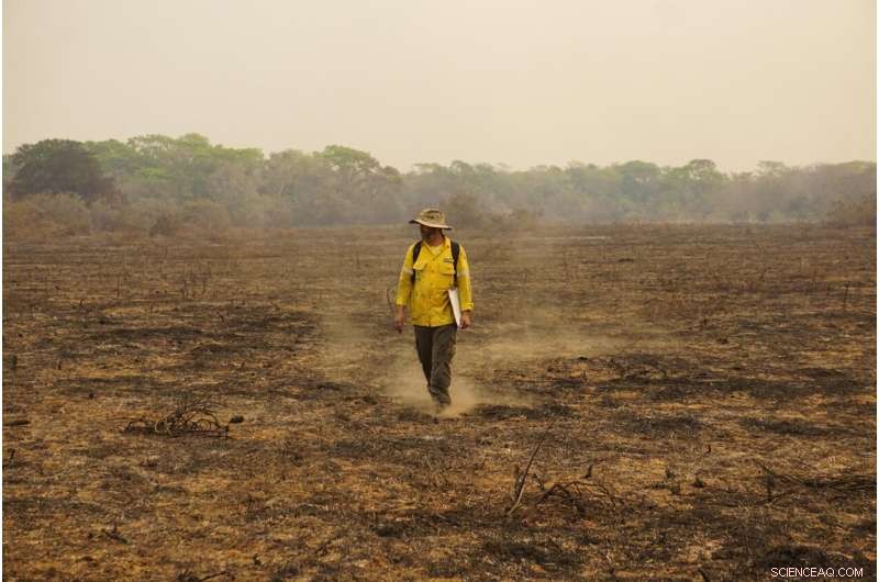 Study Reveals 17 Million Vertebrates Lost in Brazil s 2020 Wildfires