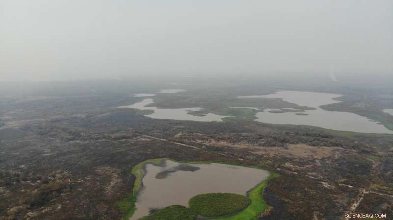 Study Reveals 17 Million Vertebrates Lost in Brazil s 2020 Wildfires