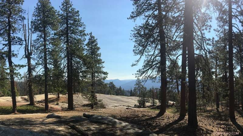 New UNM Study Links Climate‑Driven Tree Death and Dry Fuel to Rising Wildfire Threats