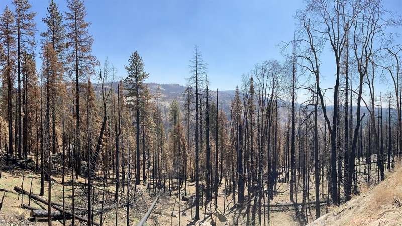 New UNM Study Links Climate‑Driven Tree Death and Dry Fuel to Rising Wildfire Threats