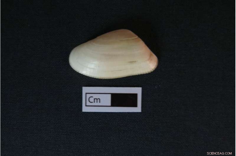 Scientists Uncover Climate History in Clam Shells