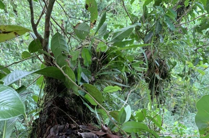 Treetop Soils in Old‑Growth Forests Sequester More Carbon Than Ground‑Level Soils