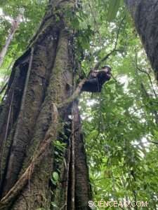 Treetop Soils in Old‑Growth Forests Sequester More Carbon Than Ground‑Level Soils