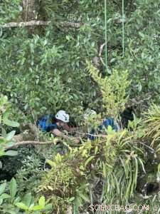 Treetop Soils in Old‑Growth Forests Sequester More Carbon Than Ground‑Level Soils