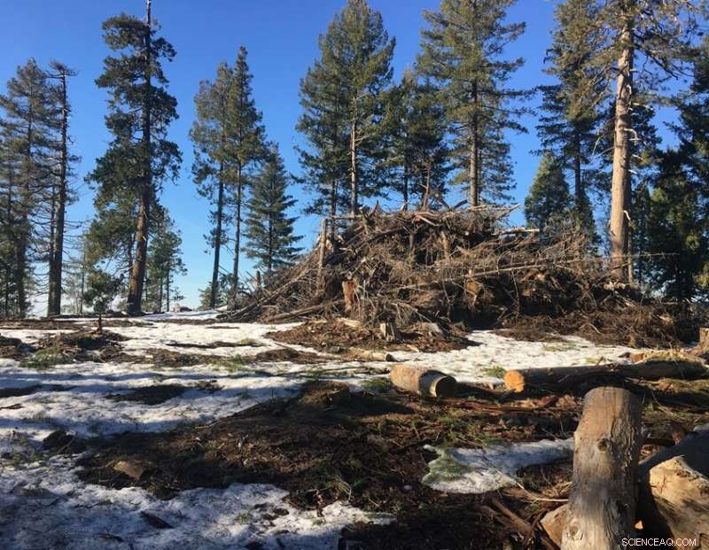 Reducing Carbon and Wildfire Risk: How a Small-Tree Market Can Transform Forest Management