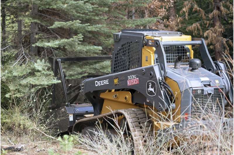 Reducing Carbon and Wildfire Risk: How a Small-Tree Market Can Transform Forest Management