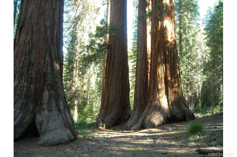 Giant Forest Reopens After Wildfire Threats, Safeguarding Sequoias