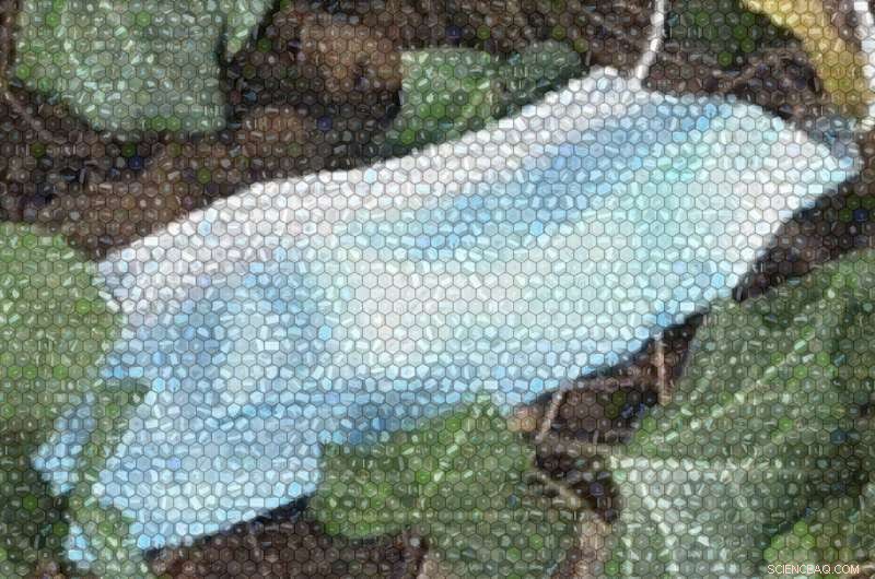 Study Reveals COVID-19 Pandemic’s Surge in Mask Litter and Environmental Impact