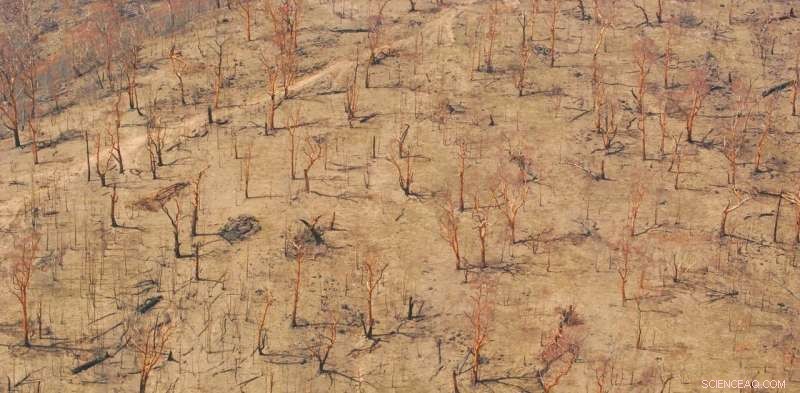 Australia’s Forests Face Reduced Carbon Storage Amid Climate Change and Escalating Wildfires