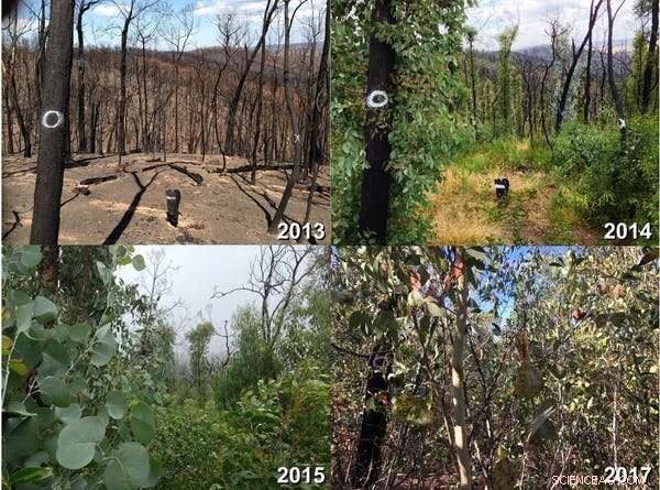 Australia’s Forests Face Reduced Carbon Storage Amid Climate Change and Escalating Wildfires