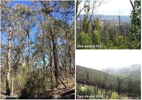 Australia’s Forests Face Reduced Carbon Storage Amid Climate Change and Escalating Wildfires