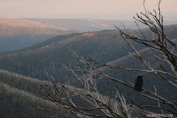 Australia’s Forests Face Reduced Carbon Storage Amid Climate Change and Escalating Wildfires