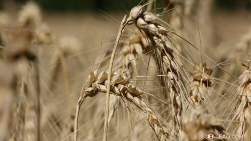 Rutgers & Maine Researchers Reveal Effective Soil Carbon Sequestration Strategies to Fight Climate Change