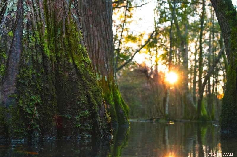 Trees Are Major Methane Emitters in Wetlands, Even When Dry – New University of Birmingham Study