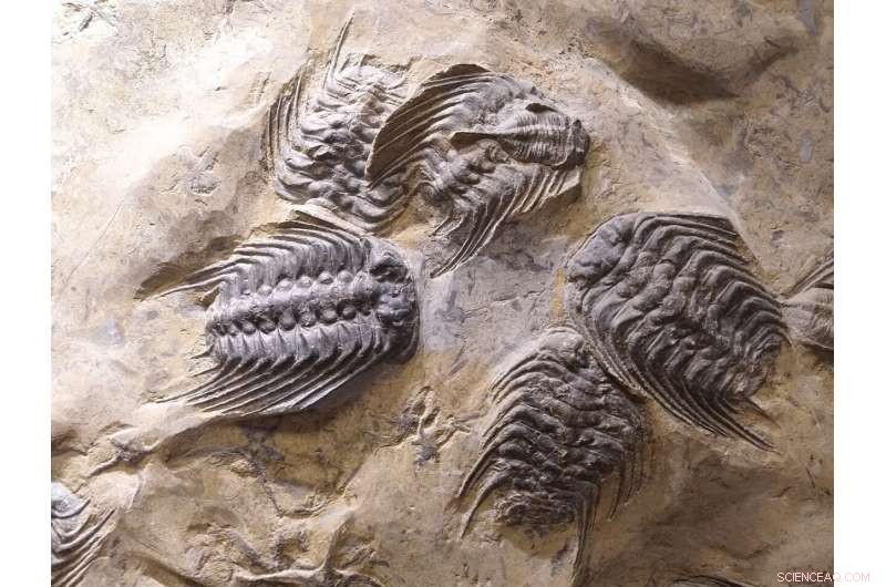 Volcanic Fertilization of Oceans Linked to Major Mass Extinction, Scientists Reveal