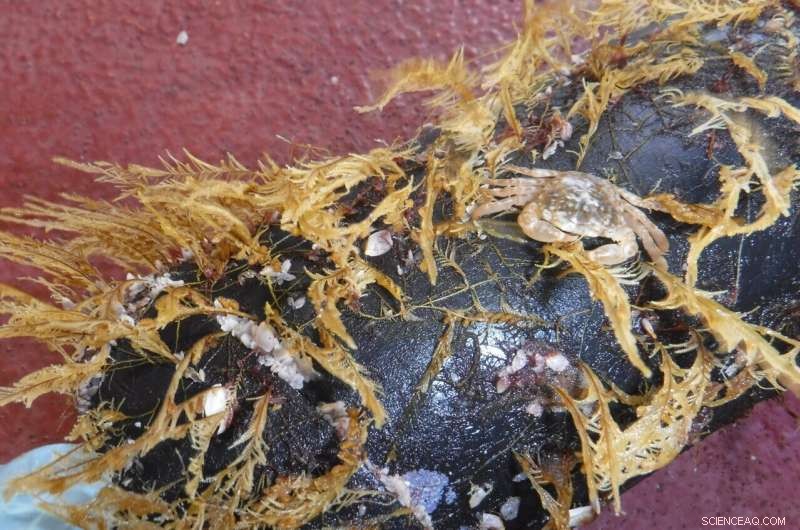 Plastic Debris Sparks Unexpected Marine Life Communities in the Open Ocean