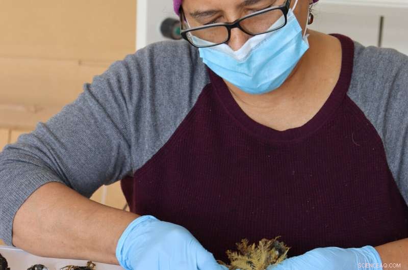 Plastic Debris Sparks Unexpected Marine Life Communities in the Open Ocean