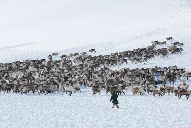 Less Snow, More Rain in the Arctic, Study Reveals Rapid Climate Shift