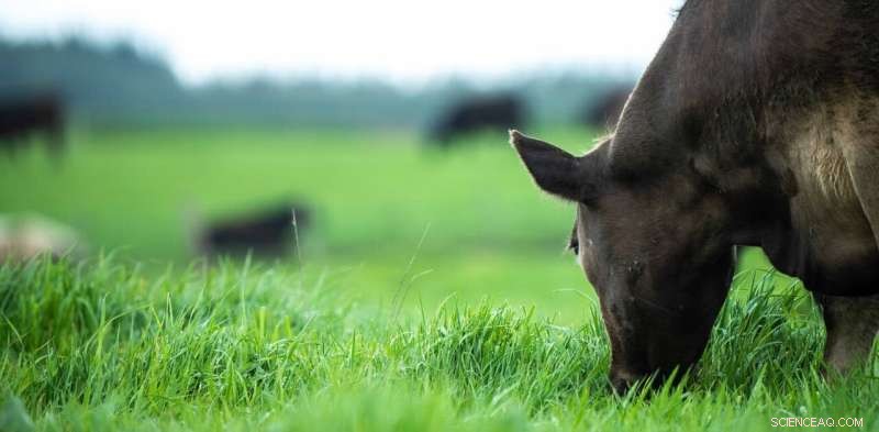 Do La Niña Rainfall Patterns Signify Prosperity or Peril for Australian Farmers?