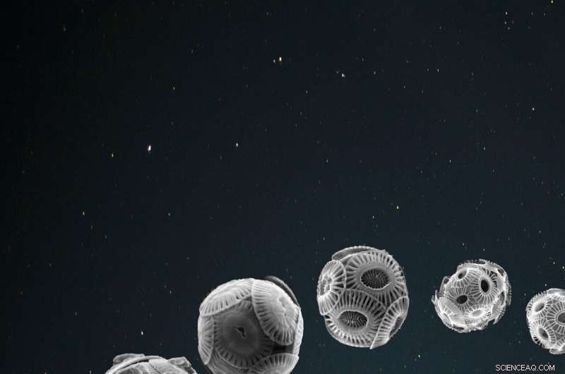 How Earth s Orbital Variations Drive Biological Evolution