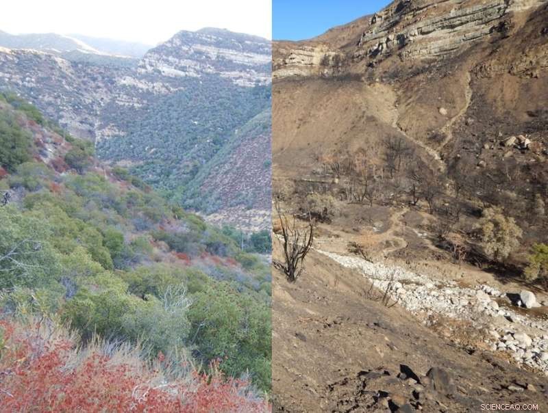 Study Reveals How Drought and Fire Jointly Transform Stream Ecosystems, Emphasizing Headwater Conservation