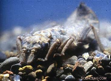 Study Reveals How Drought and Fire Jointly Transform Stream Ecosystems, Emphasizing Headwater Conservation