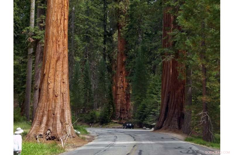California Loses Thousands of Giant Sequoias—A Tragic Wake‑up Call