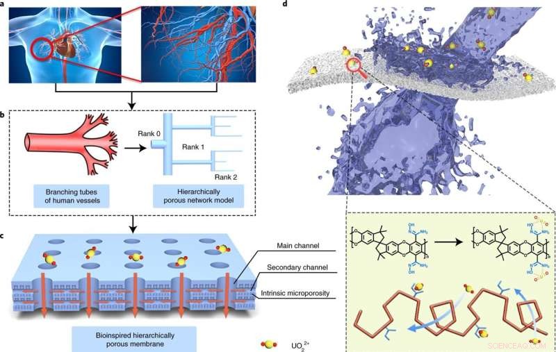 Bioinspired Fractal Pore Membrane Enhances Uranium Extraction from Seawater