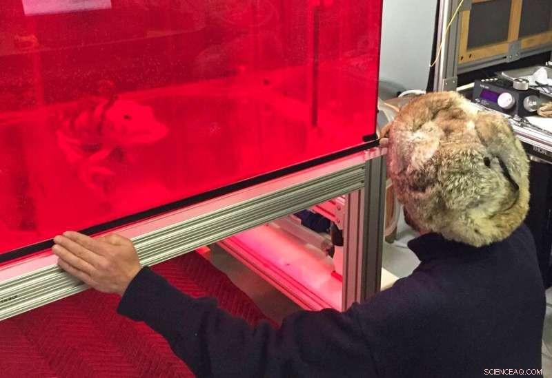 Antarctic Fish Reveal Adaptive Behaviors to Rising Southern Ocean Temperatures