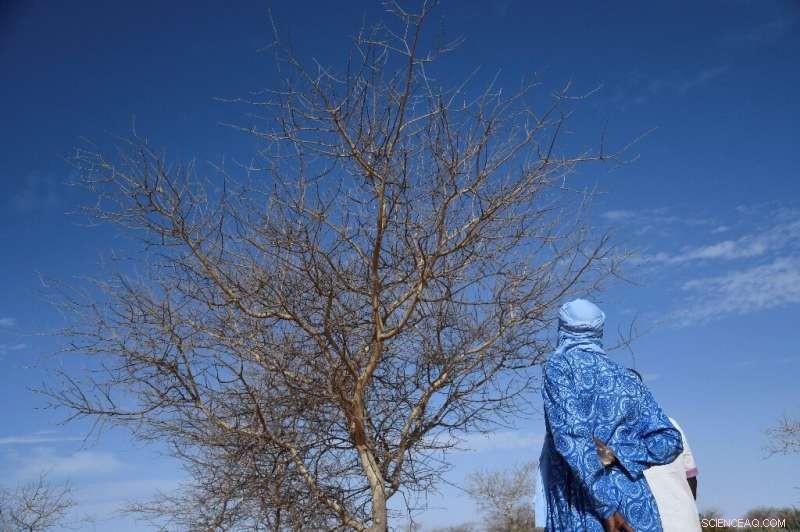 Great Green Wall Revitalizes Niger s Desert: Biodiversity Thrives