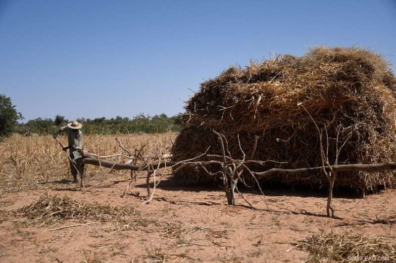 Great Green Wall Revitalizes Niger s Desert: Biodiversity Thrives