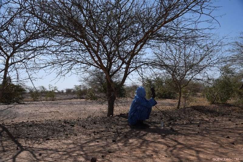 Great Green Wall Revitalizes Niger s Desert: Biodiversity Thrives