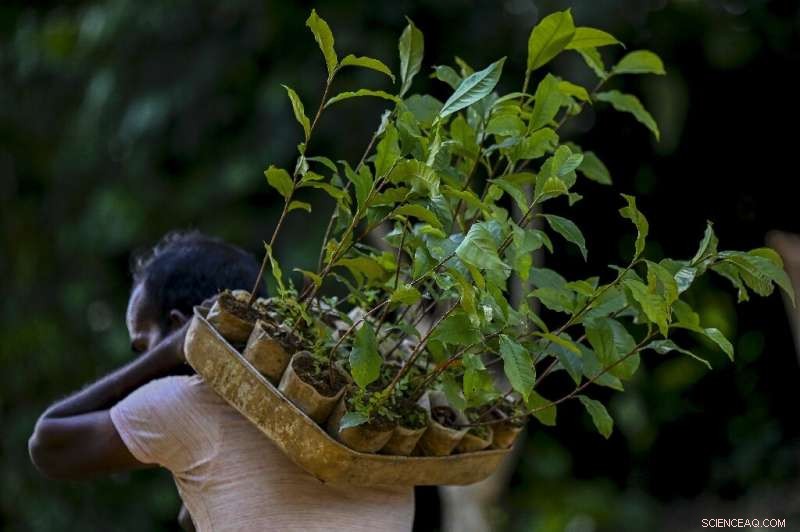 Sri Lanka Lifts Pesticide Ban After Failed Organic Initiative