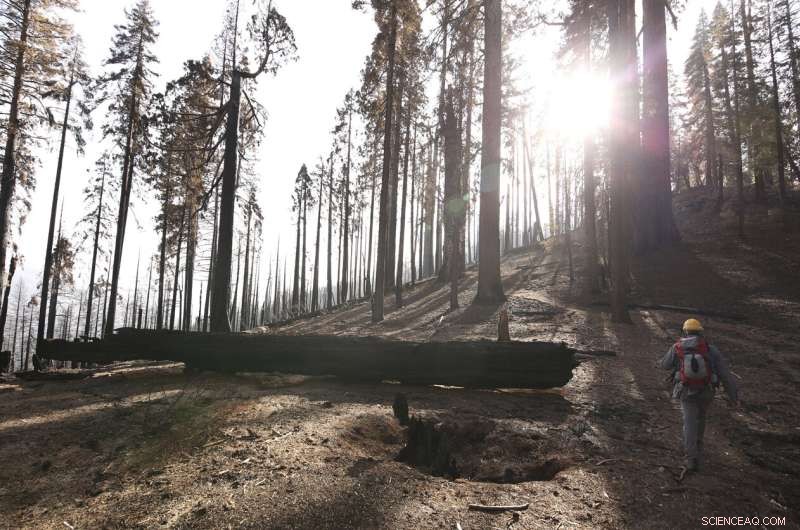 Wildfires Devastate One-Fifth of Giant Sequoia Trees