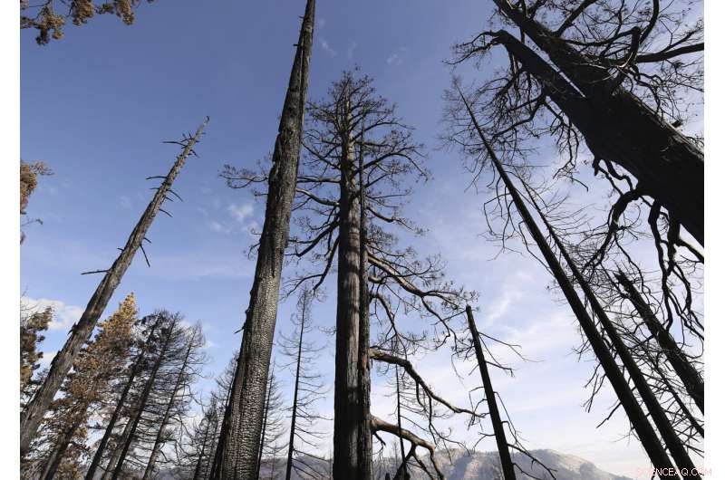 Wildfires Devastate One-Fifth of Giant Sequoia Trees