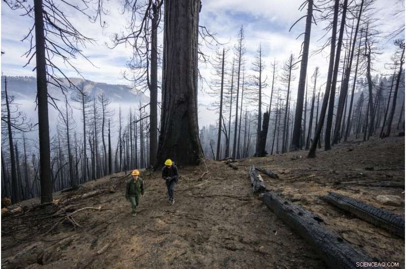Wildfires Devastate One-Fifth of Giant Sequoia Trees