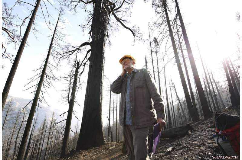 Wildfires Devastate One-Fifth of Giant Sequoia Trees